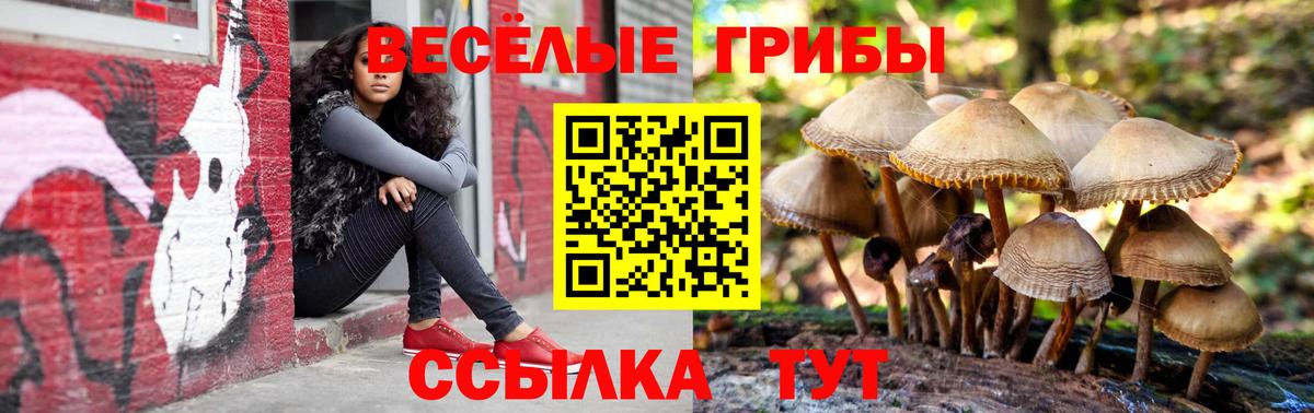 Галлюциногенные грибы Psilocybe Сосновоборск